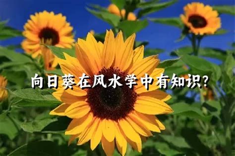 向日葵 風水|向日葵家中风水